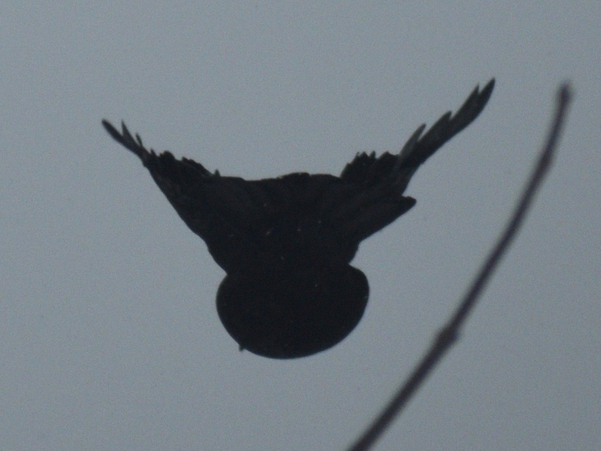 American Crow - ML647230161