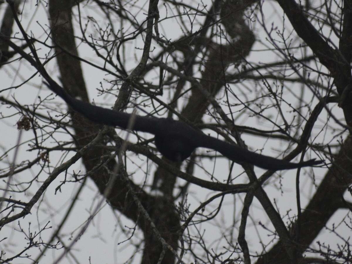 American Crow - ML647230162
