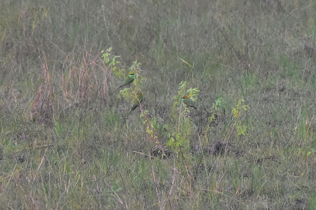 Asian Green Bee-eater - ML647230163