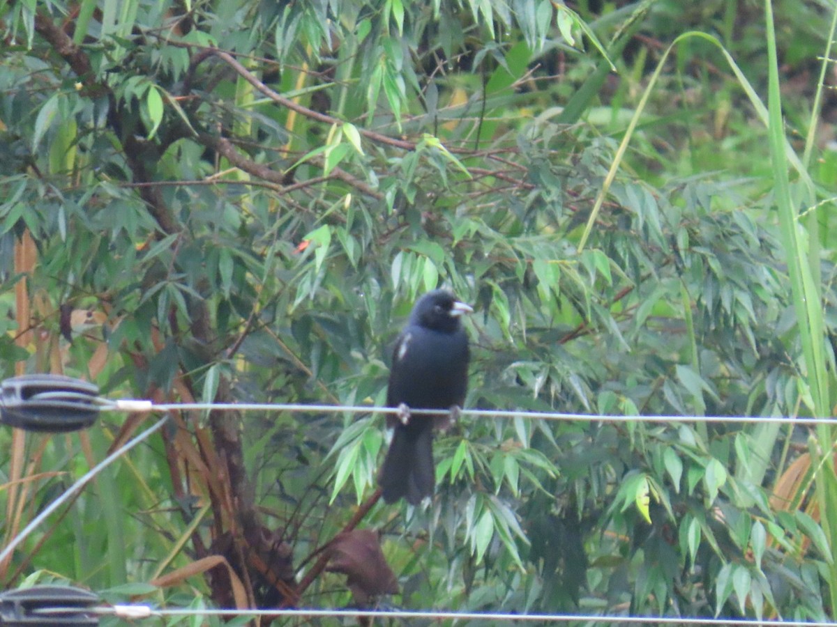 White-lined Tanager - ML647230164