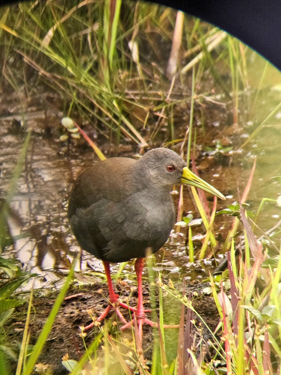 Blackish Rail - ML647230165