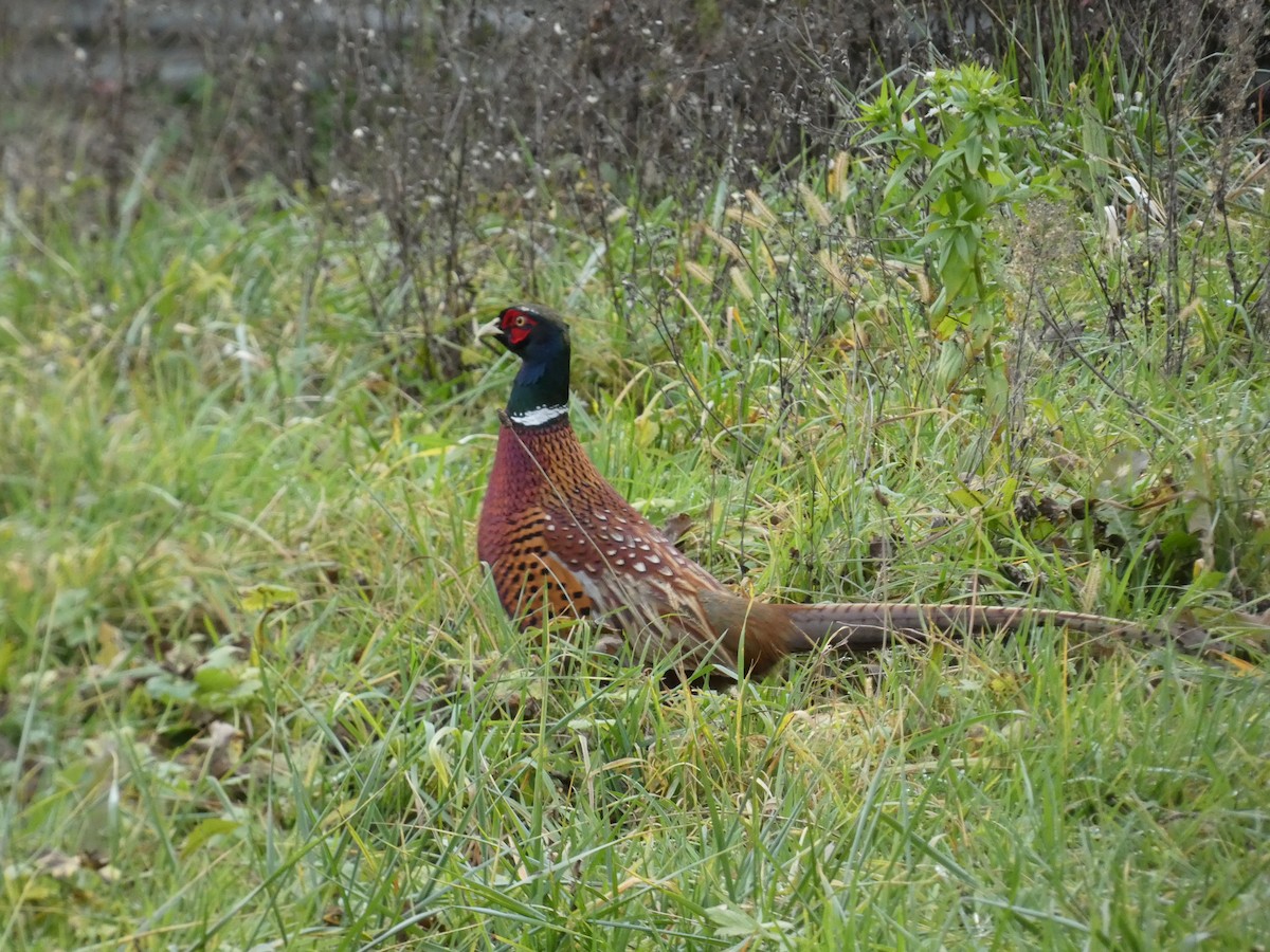 環頸雉 - ML647230166