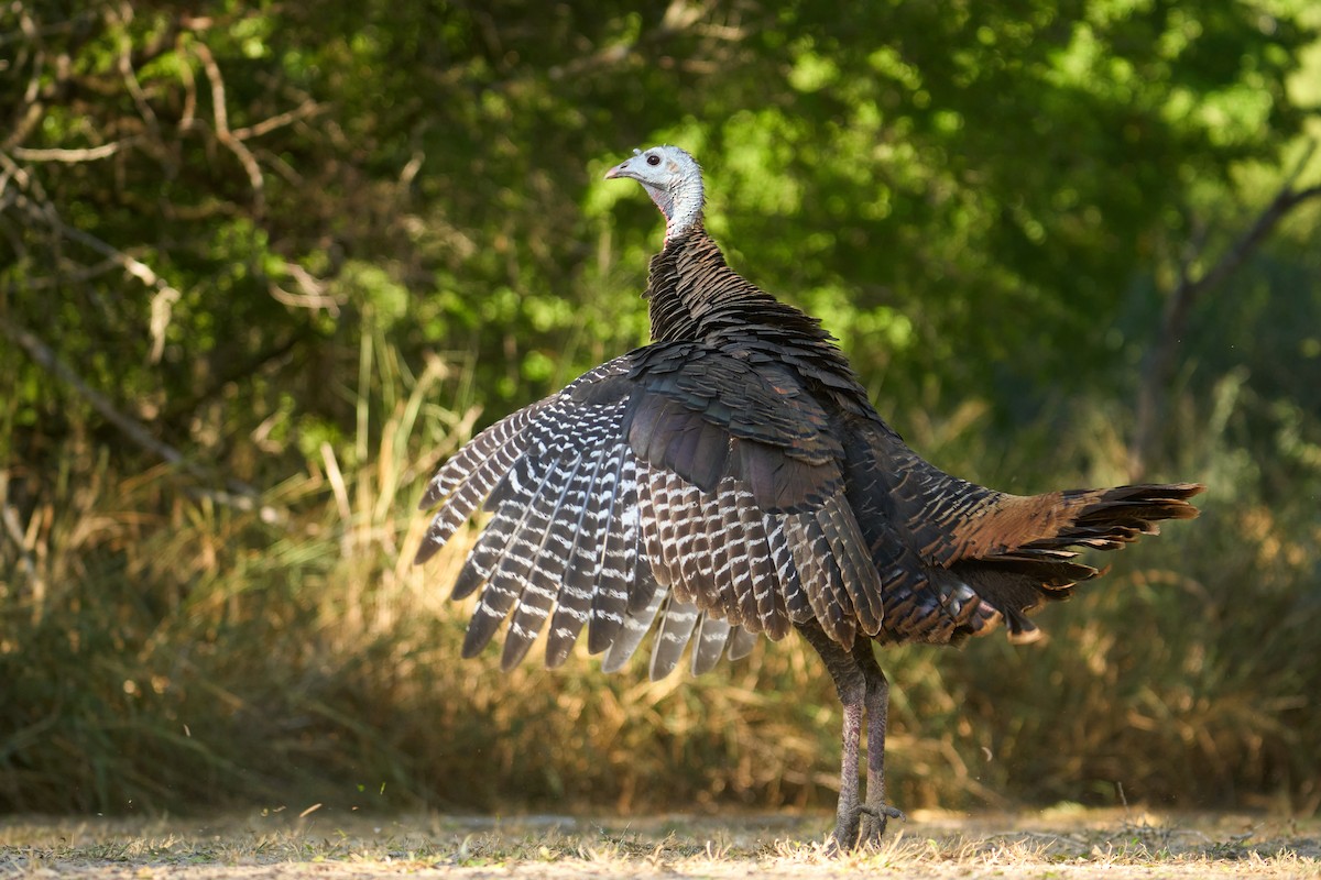 Wild Turkey - ML647230167