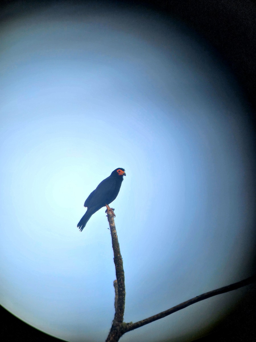 Black Caracara - ML647230168