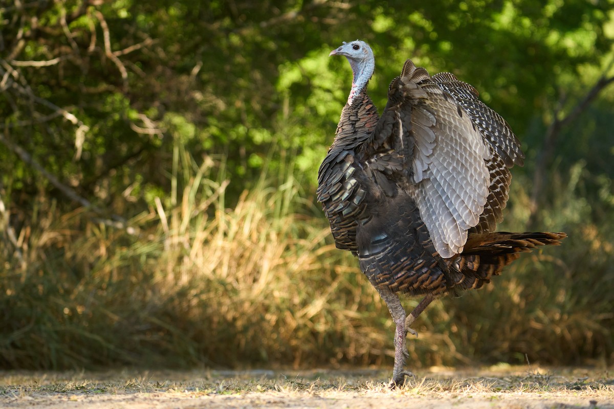 Wild Turkey - ML647230169