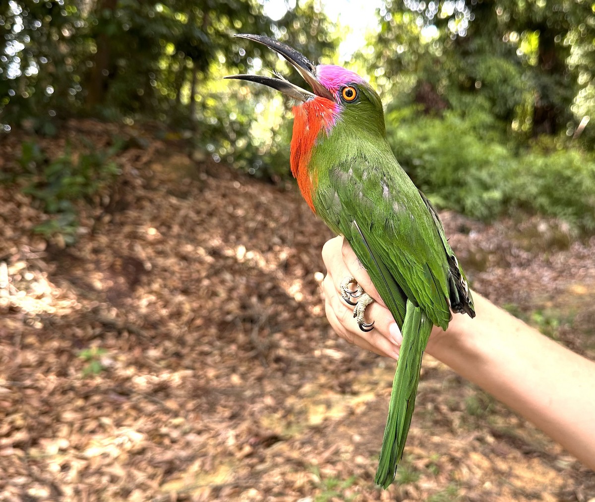 Red-bearded Bee-eater - ML647230170