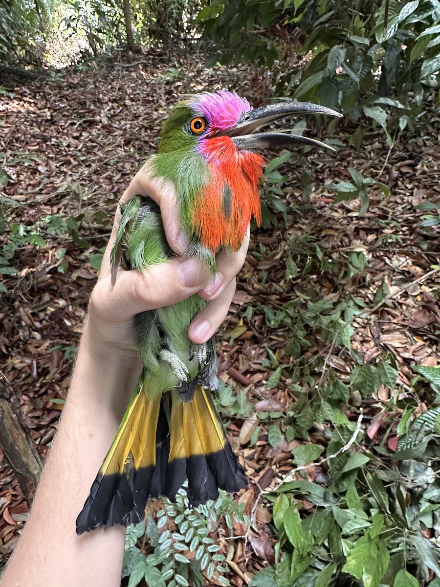 Red-bearded Bee-eater - ML647230171