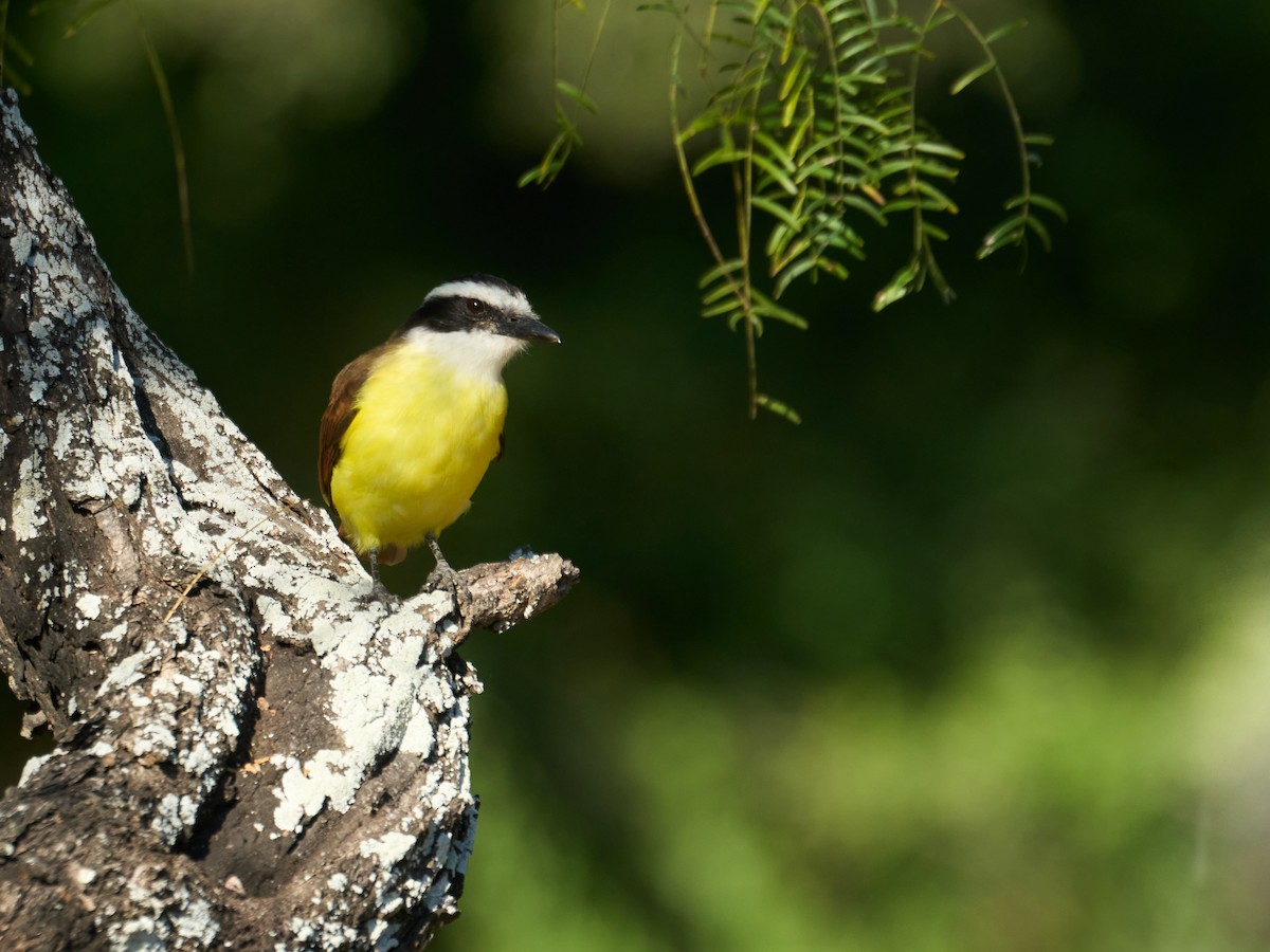 Great Kiskadee - ML647230188