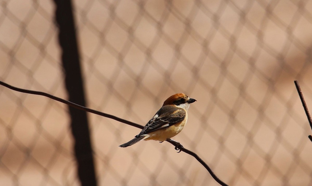 Woodchat Shrike - ML647230199