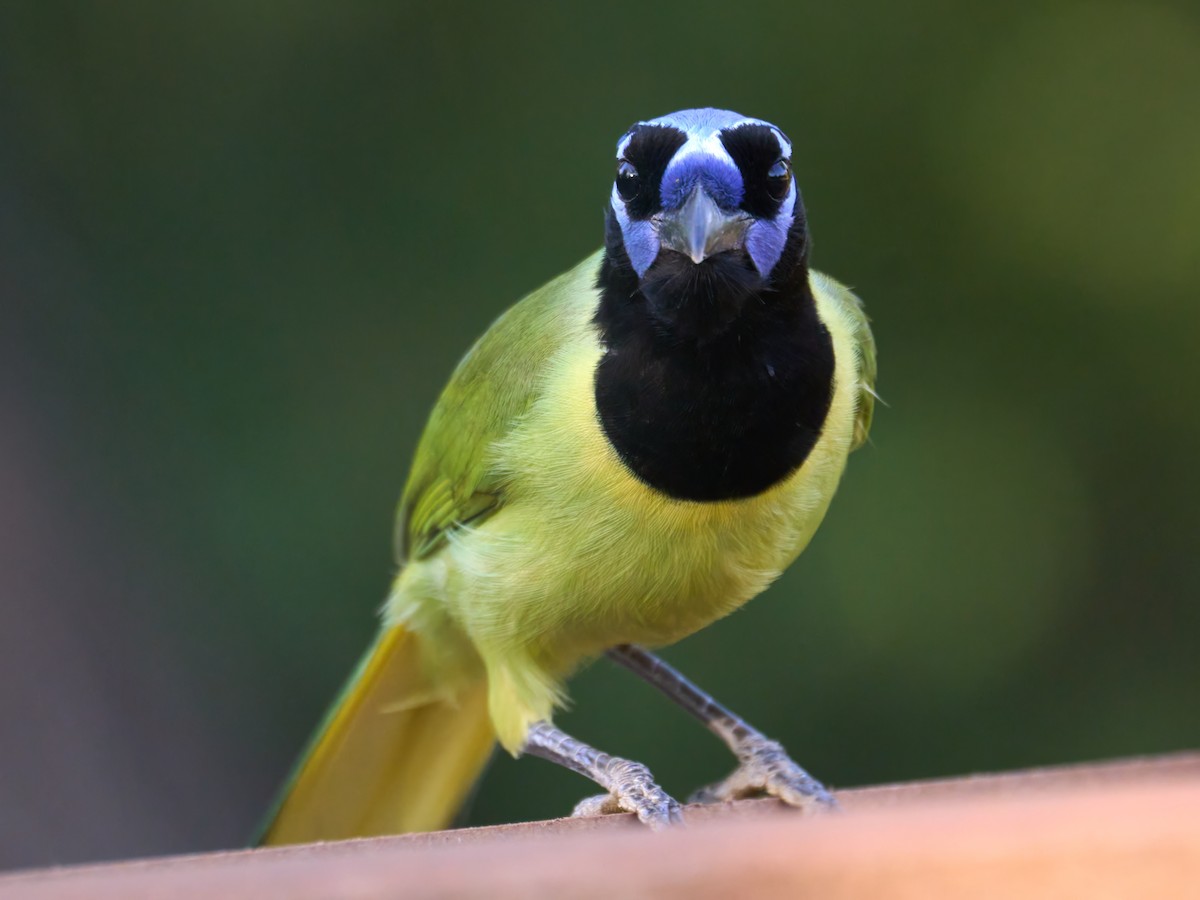 Geai vert - ML647230200