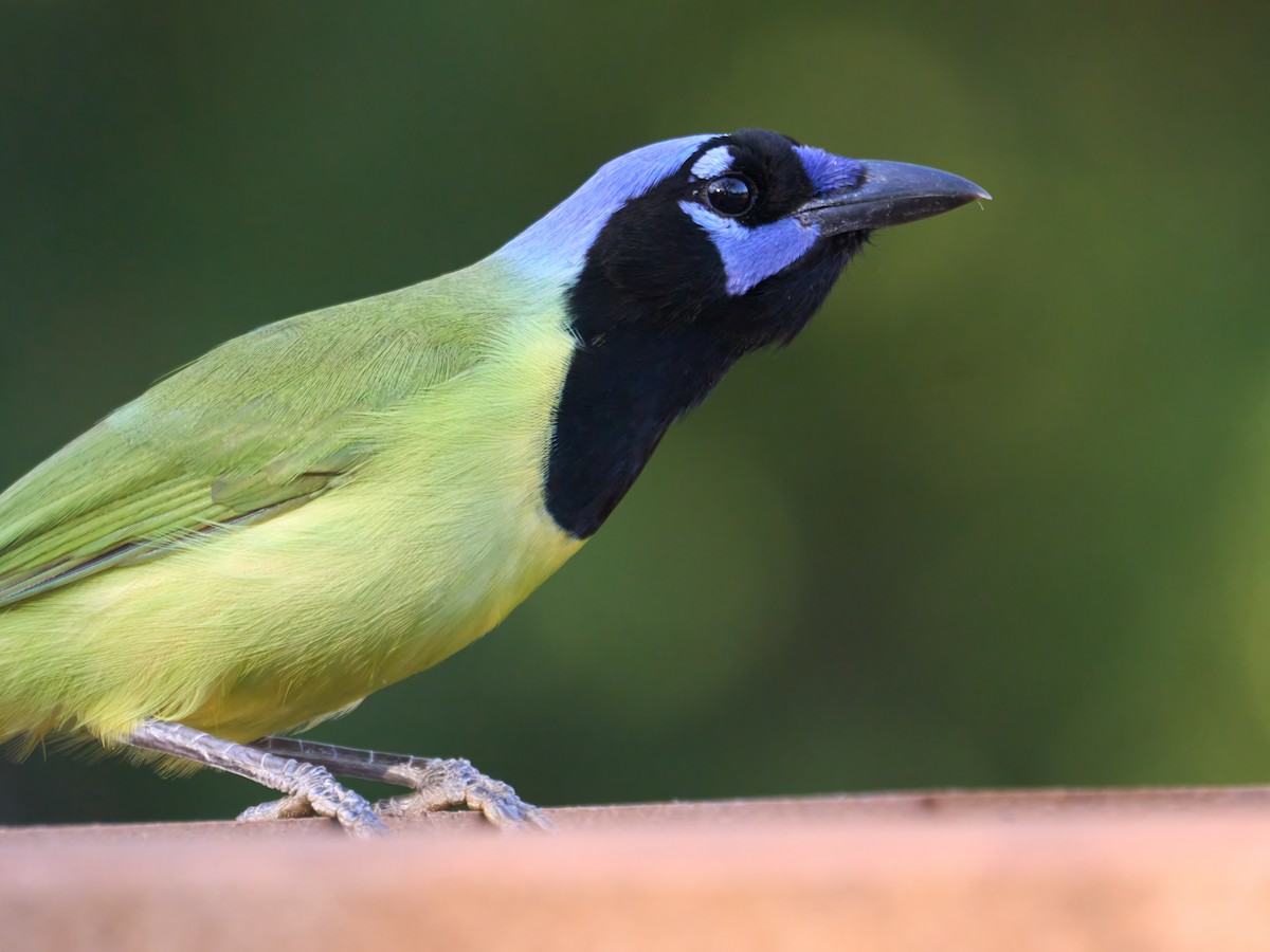 Geai vert - ML647230201