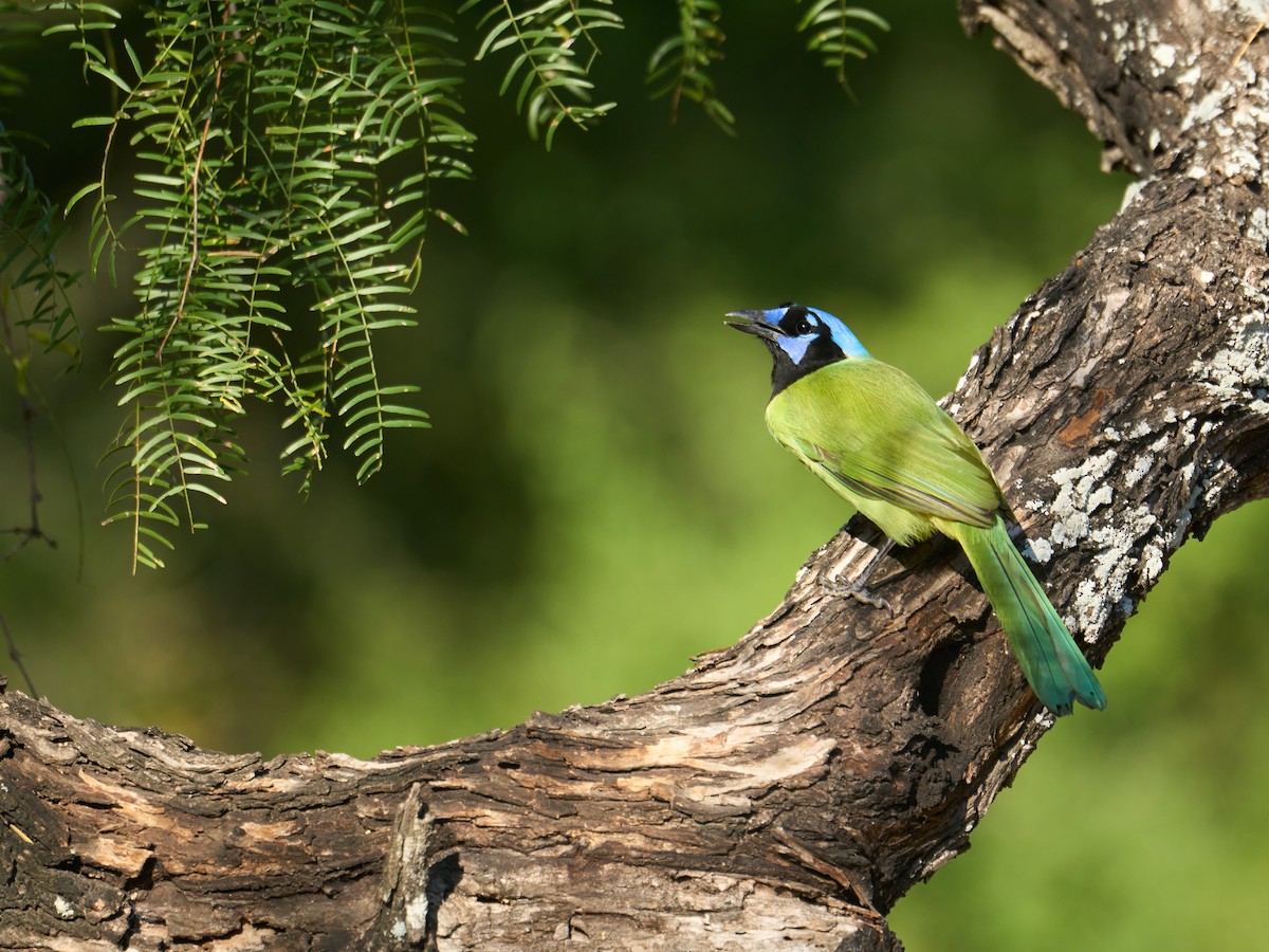 Green Jay - ML647230202