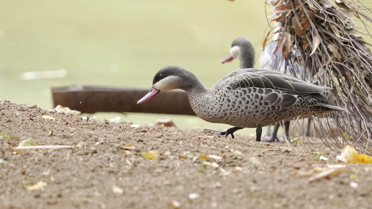 Red-billed Duck - ML647230213