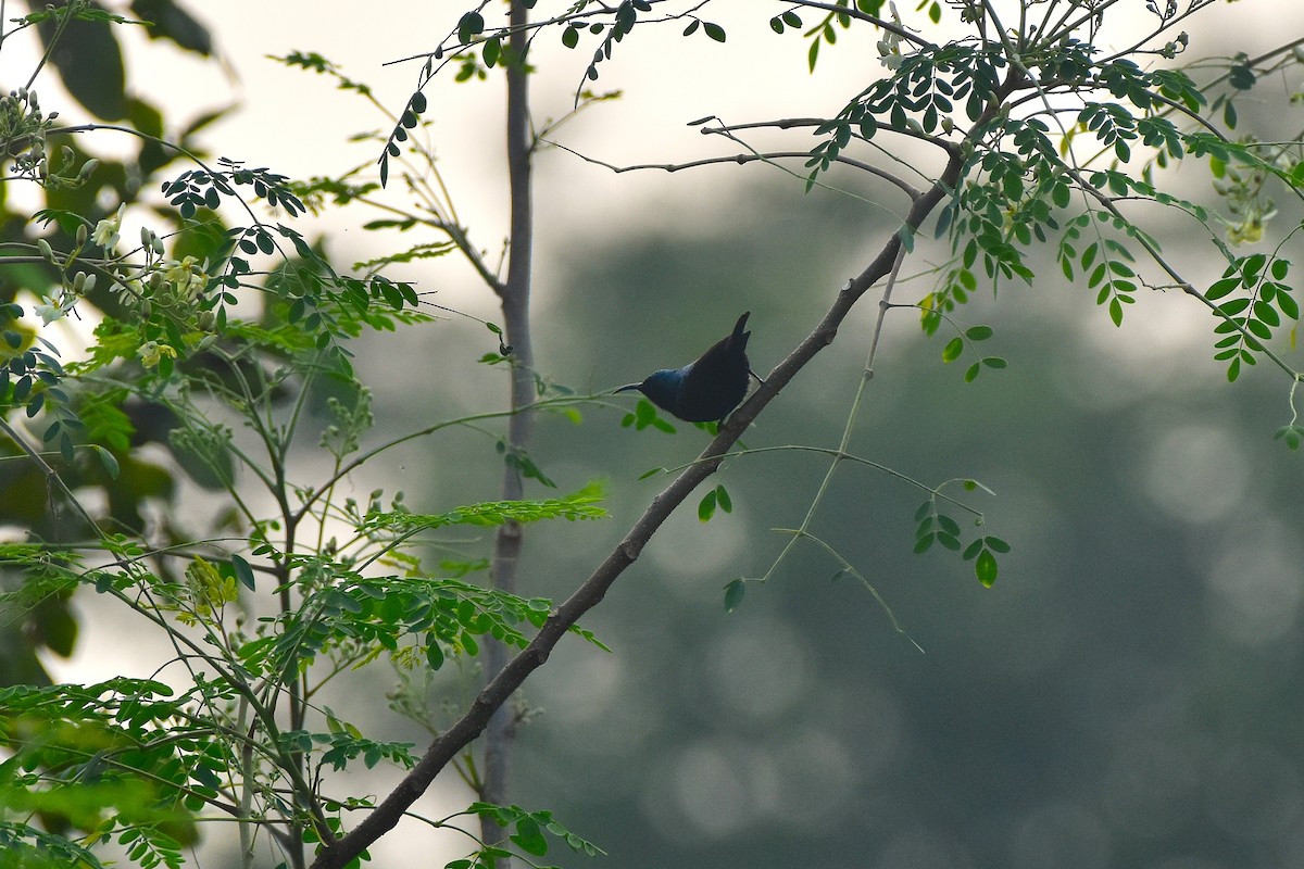 Purple Sunbird - ML647230214