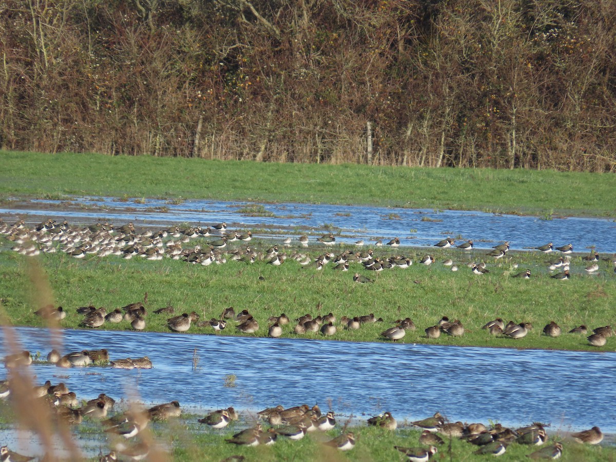 Northern Lapwing - ML647230215