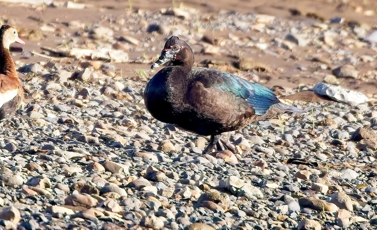 Muscovy Duck - ML647230216