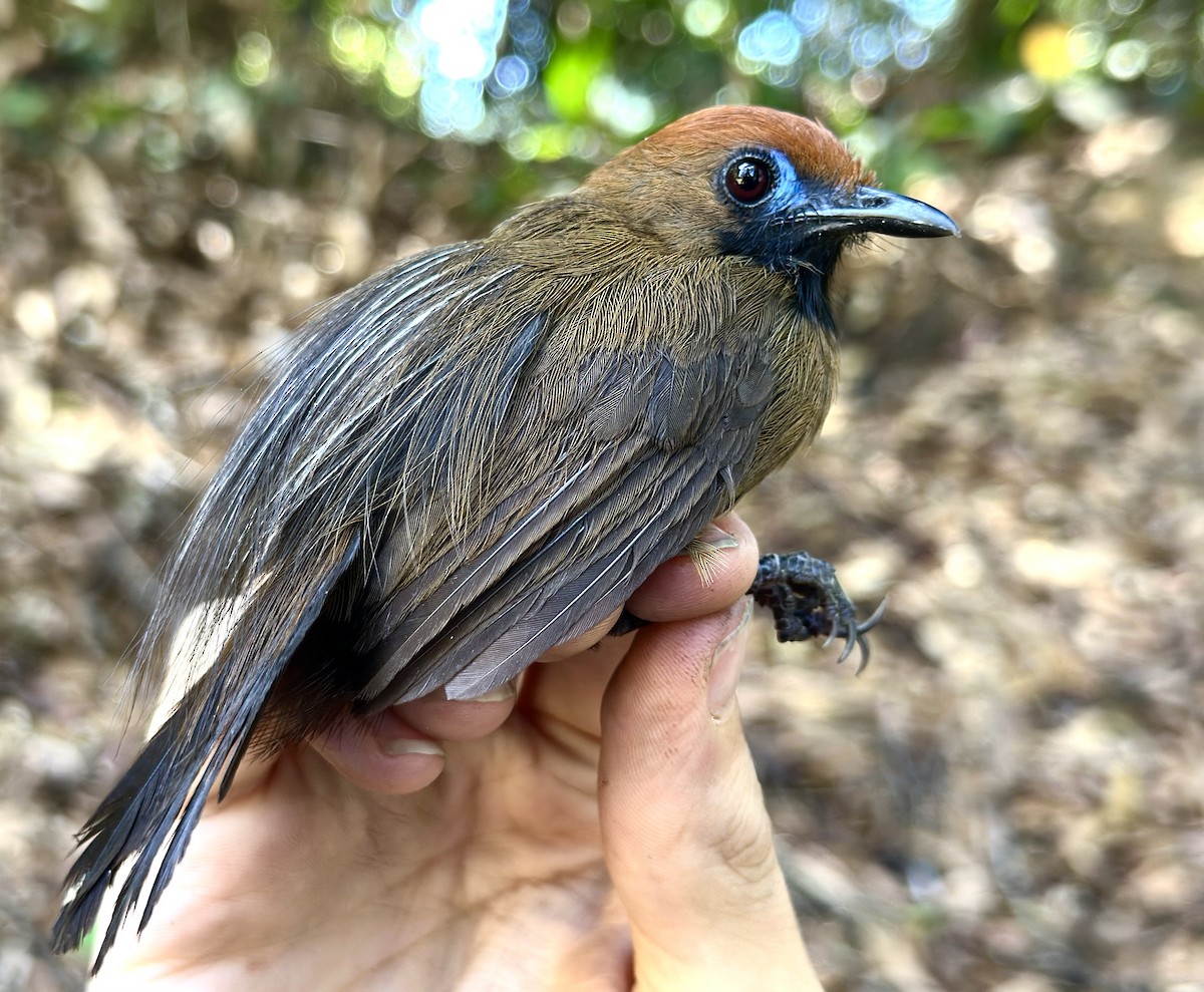 Fluffy-backed Tit-Babbler - ML647230217