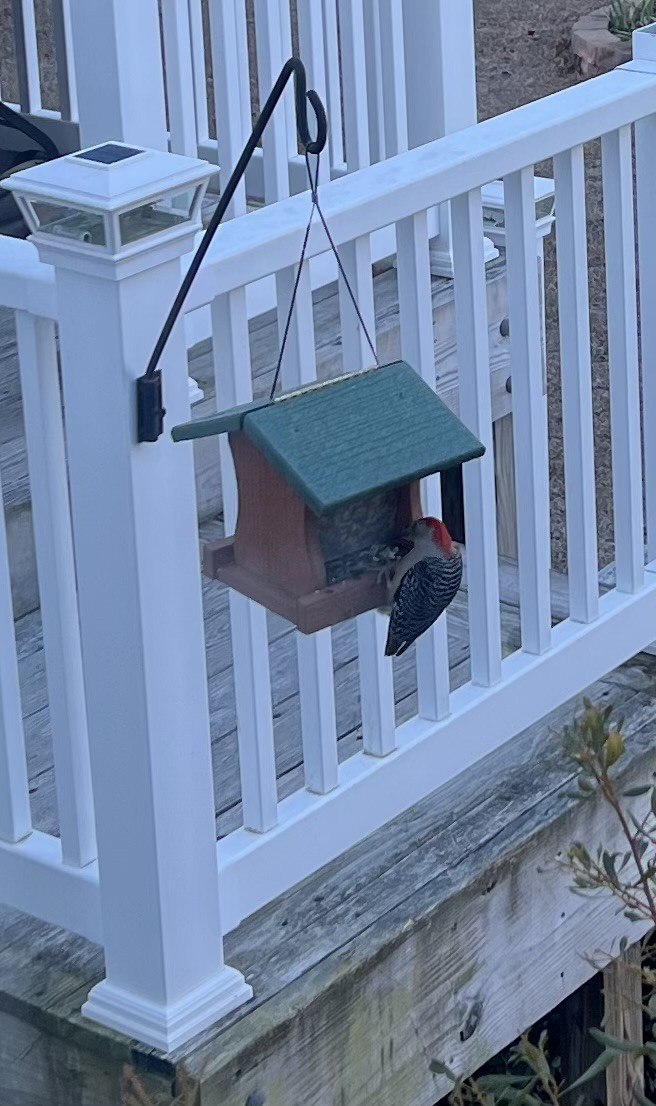 Red-bellied Woodpecker - ML647230221