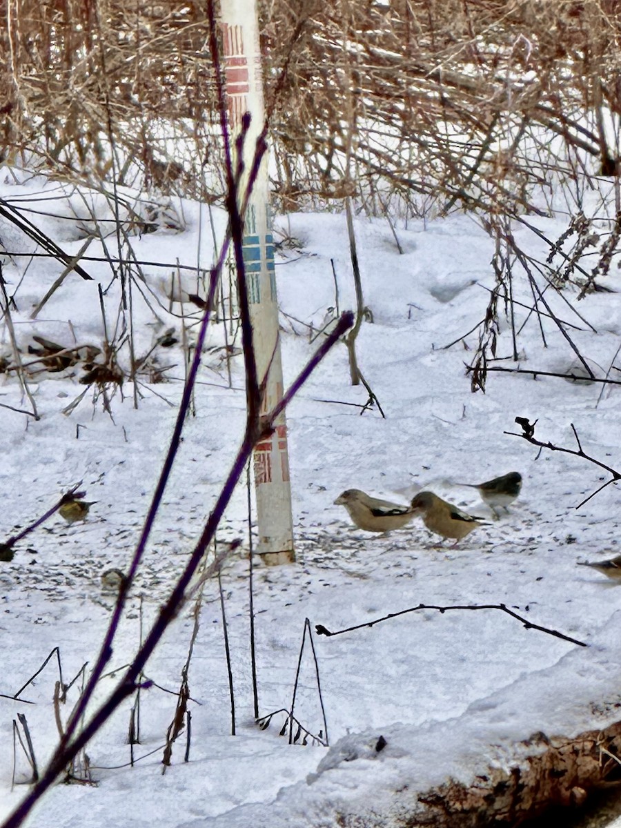 Evening Grosbeak - ML647230222