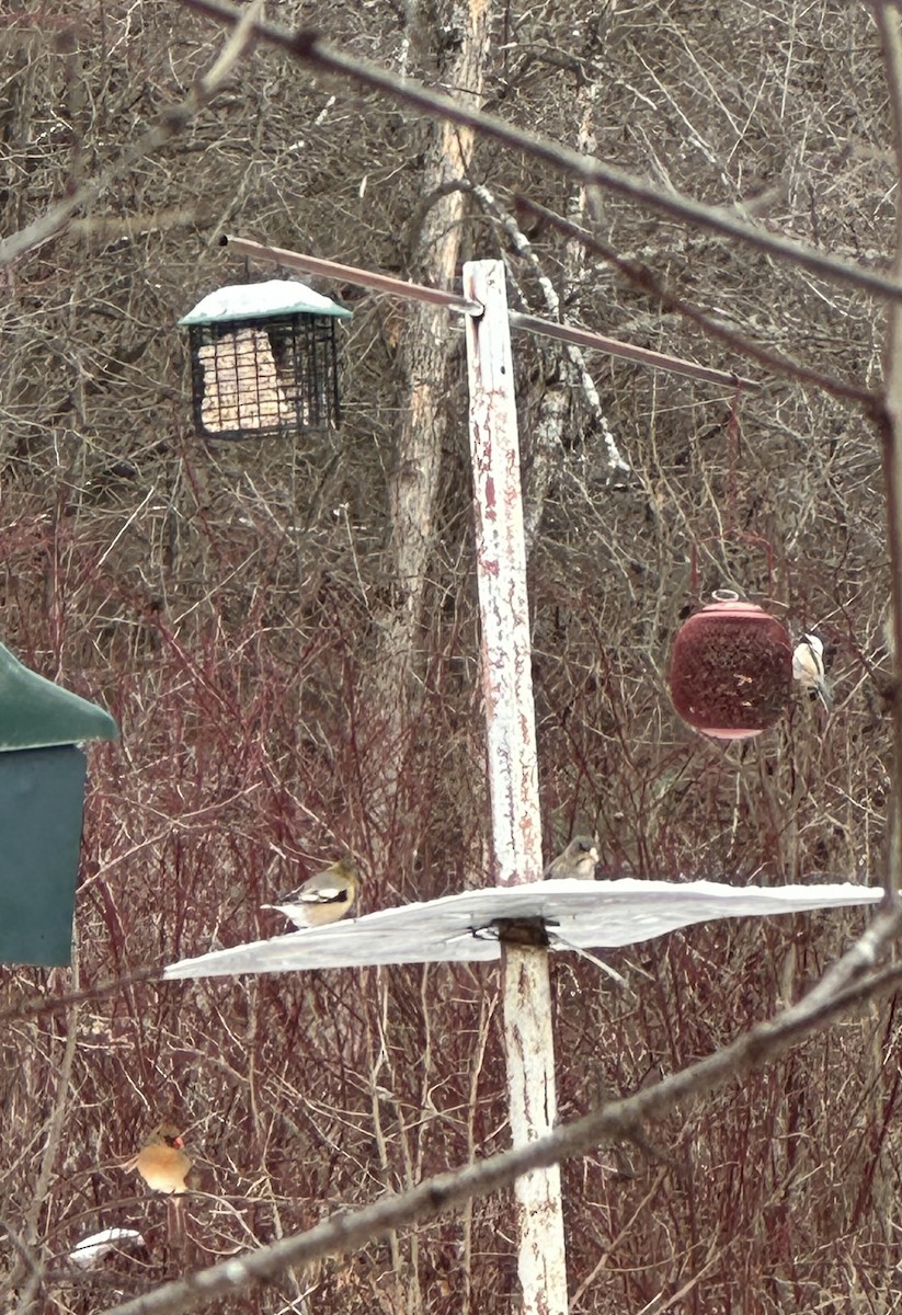 Evening Grosbeak - ML647230223