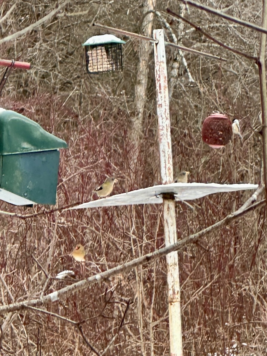 Evening Grosbeak - ML647230224