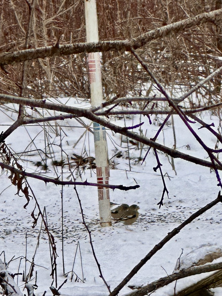 Evening Grosbeak - ML647230225