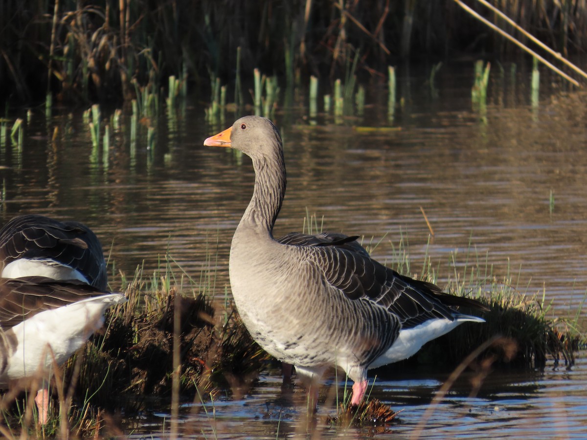 Graylag Goose - ML647230227