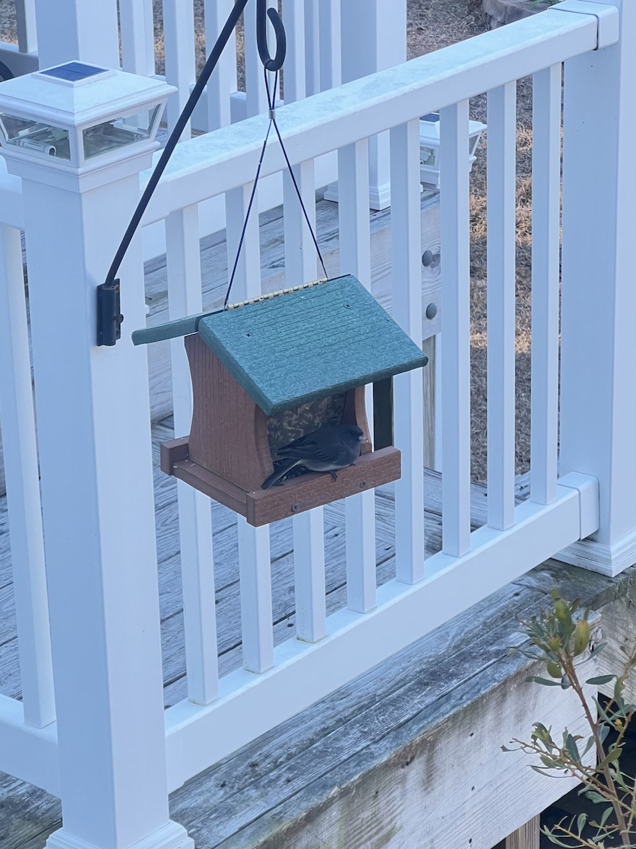 Dark-eyed Junco - ML647230229