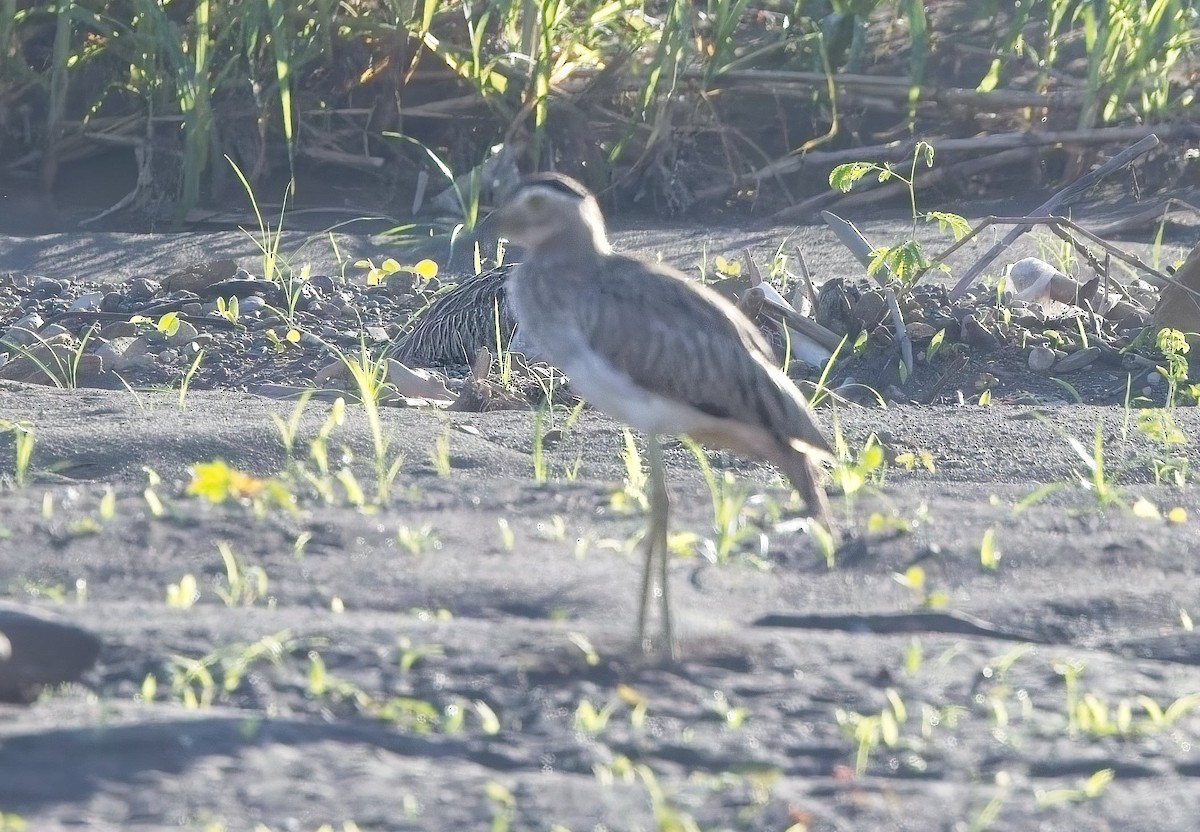 Double-striped Thick-knee - ML647230230