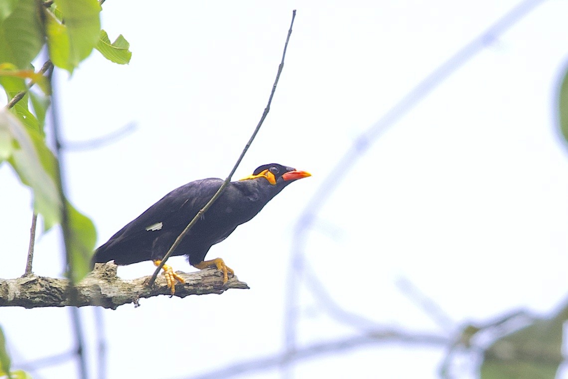 Common Hill Myna - ML647230232
