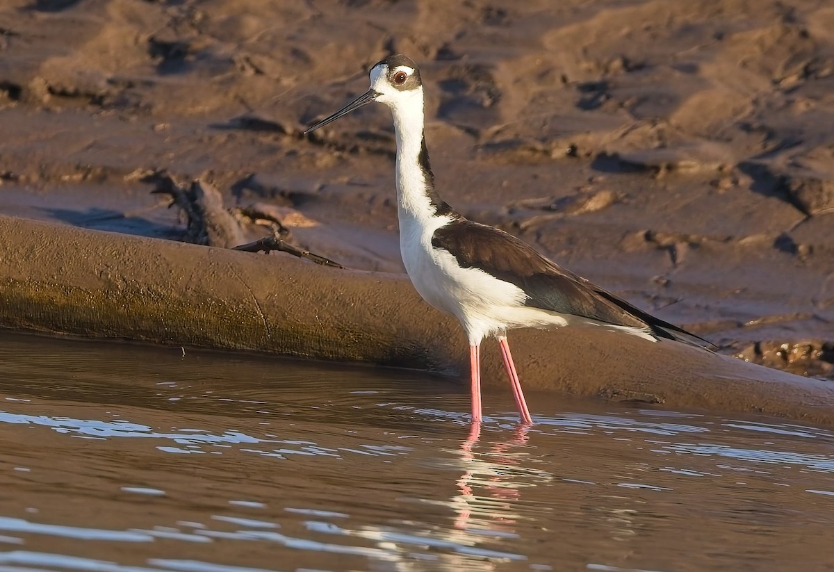 Black-necked Stilt - ML647230233