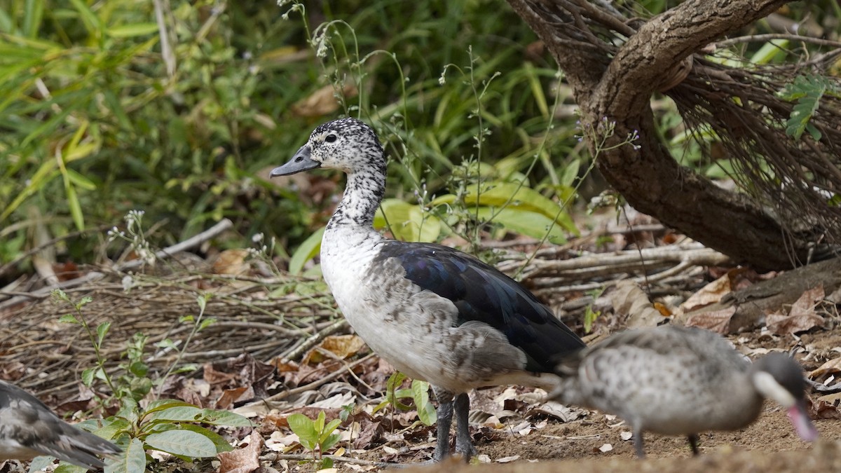 Knob-billed Duck - ML647230236
