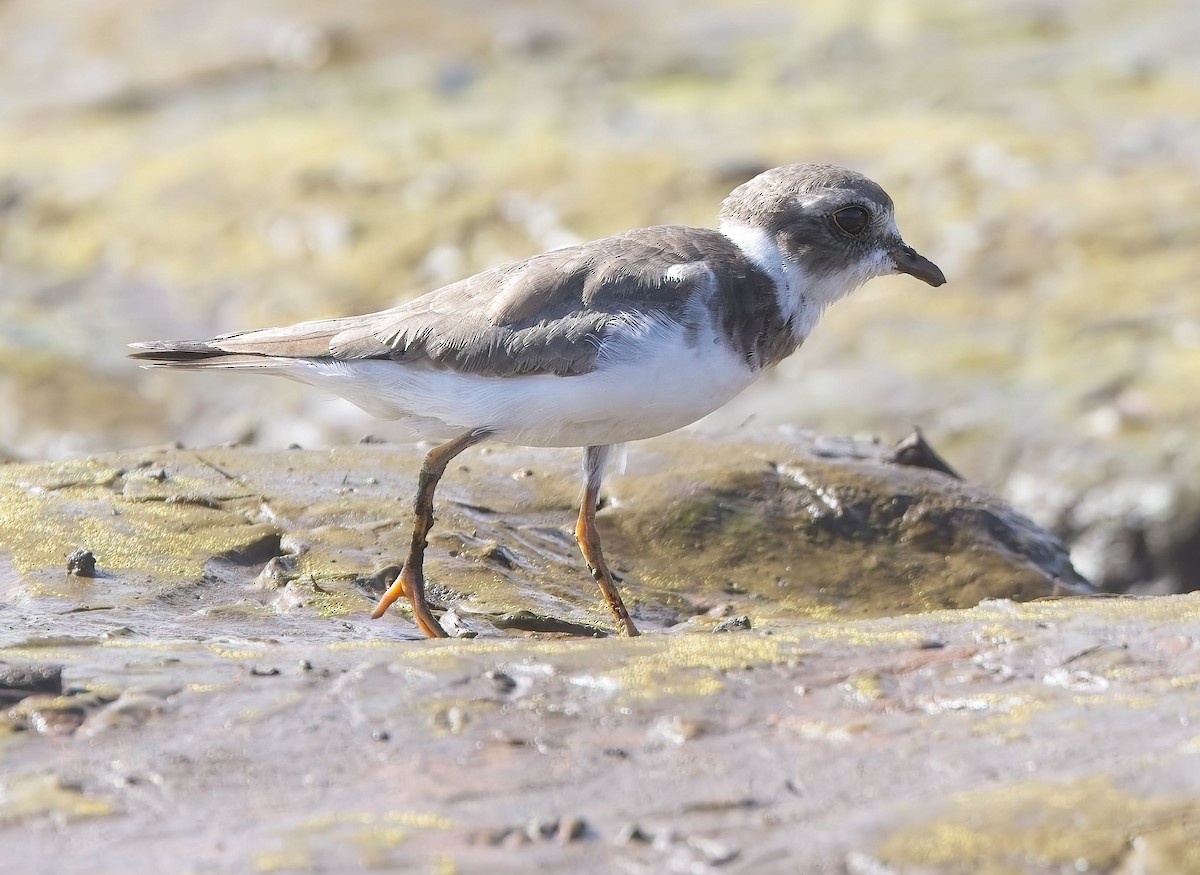 Semipalmated Plover - ML647230237