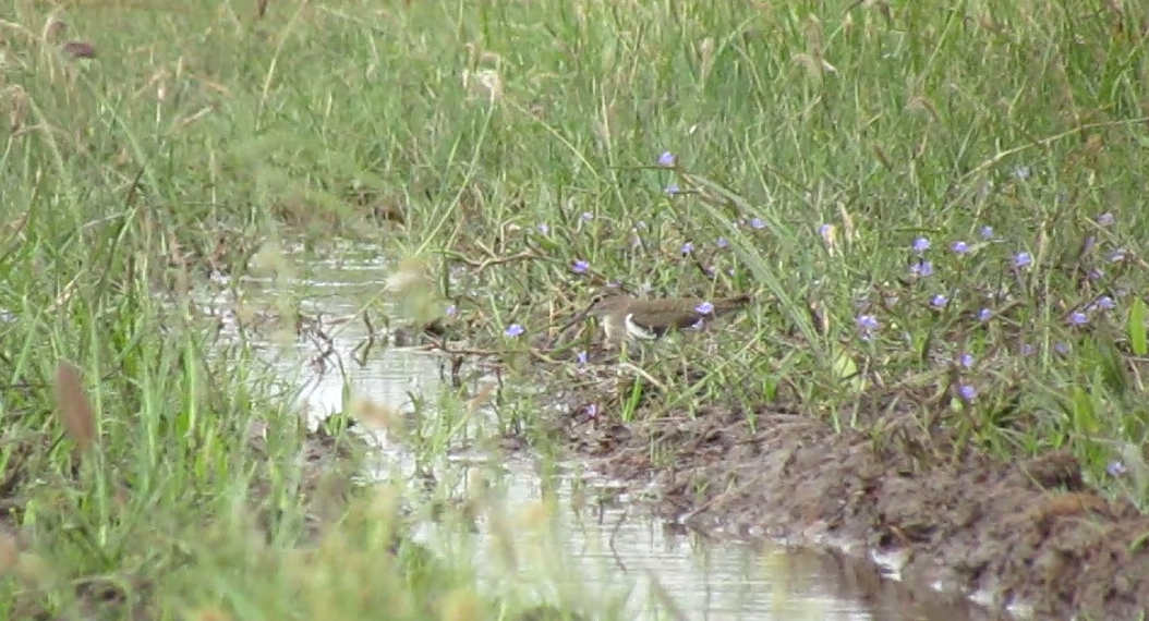 Common Sandpiper - ML647230238