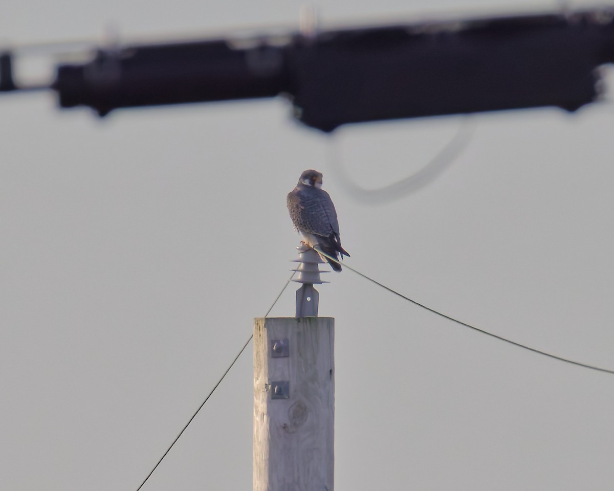 Peregrine Falcon - ML647230239