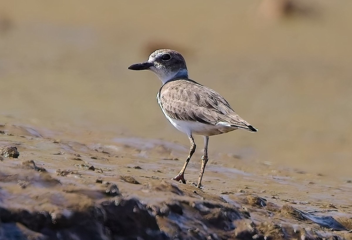 Wilson's Plover - ML647230240