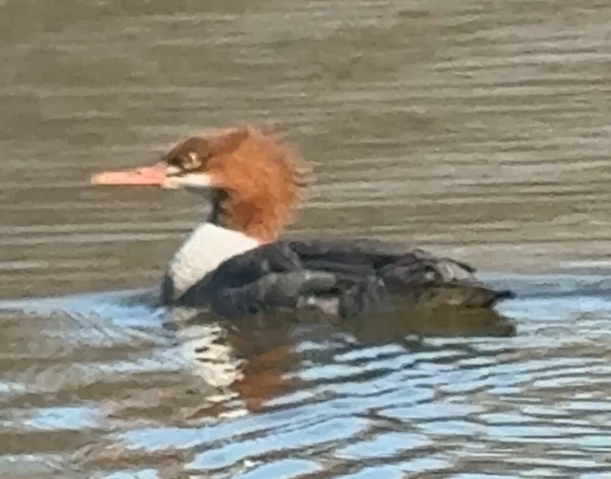 Common Merganser - ML647230241