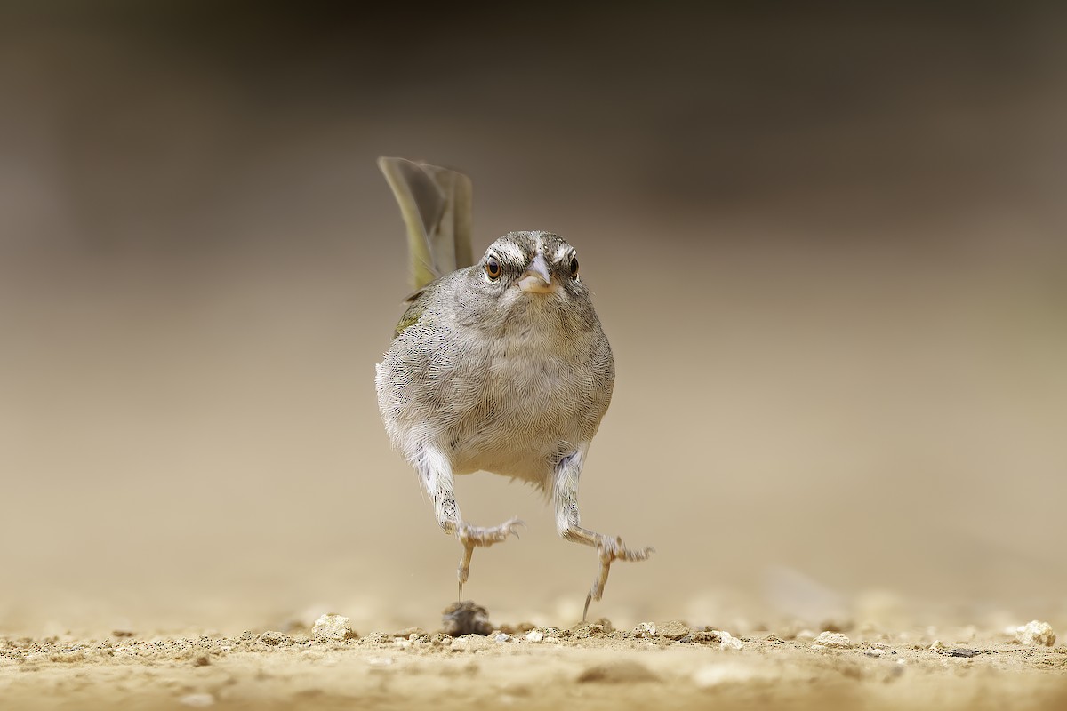 Olive Sparrow - ML647230242