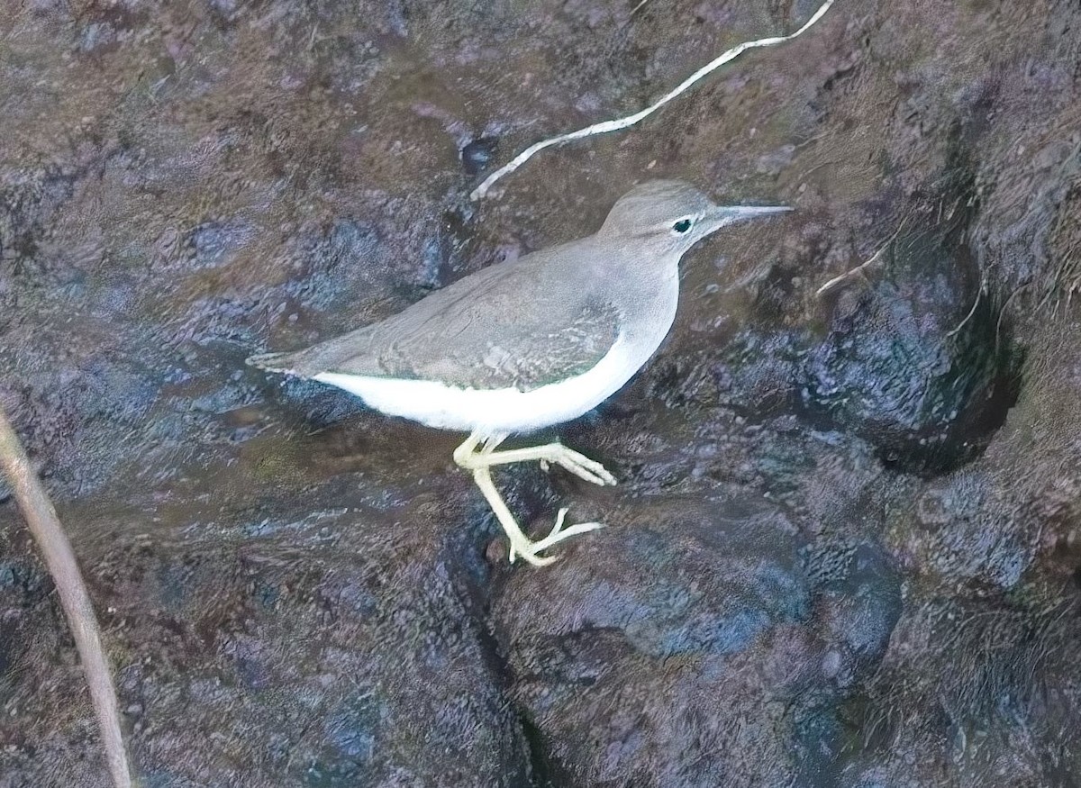 Spotted Sandpiper - ML647230243