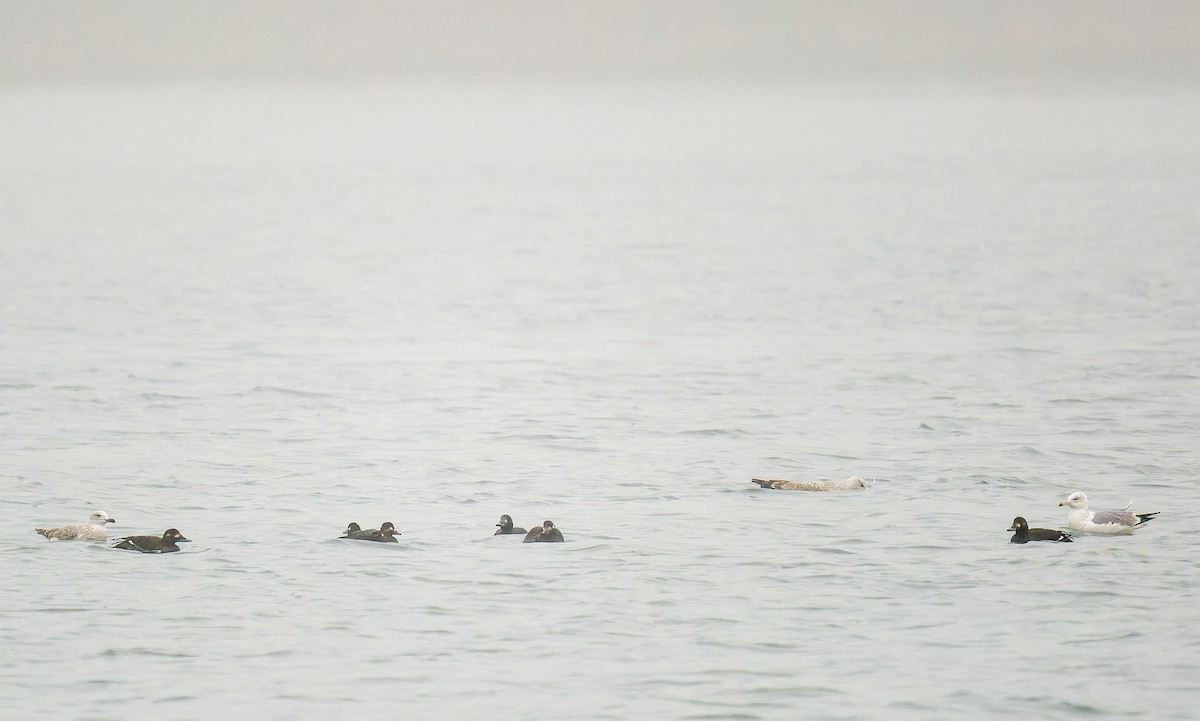 Velvet Scoter - ML647230244