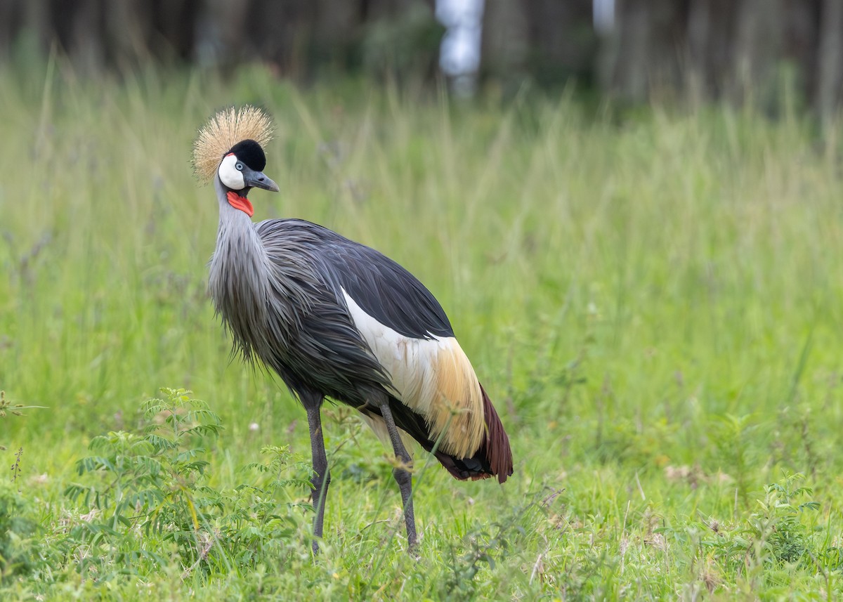 Gray Crowned-Crane - ML647230245
