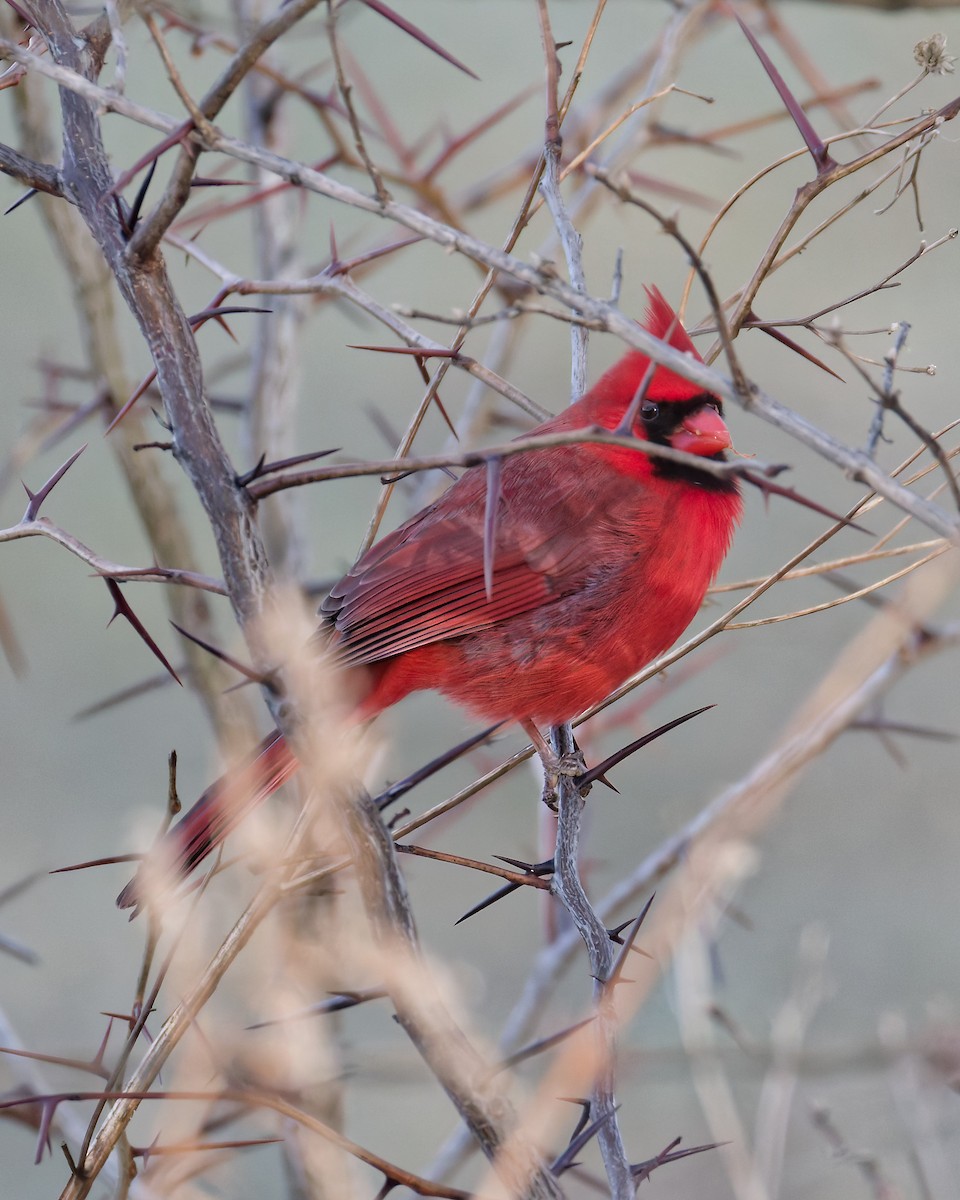 Northern Cardinal - ML647230246
