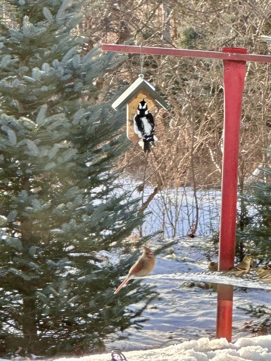 Hairy Woodpecker - ML647230247