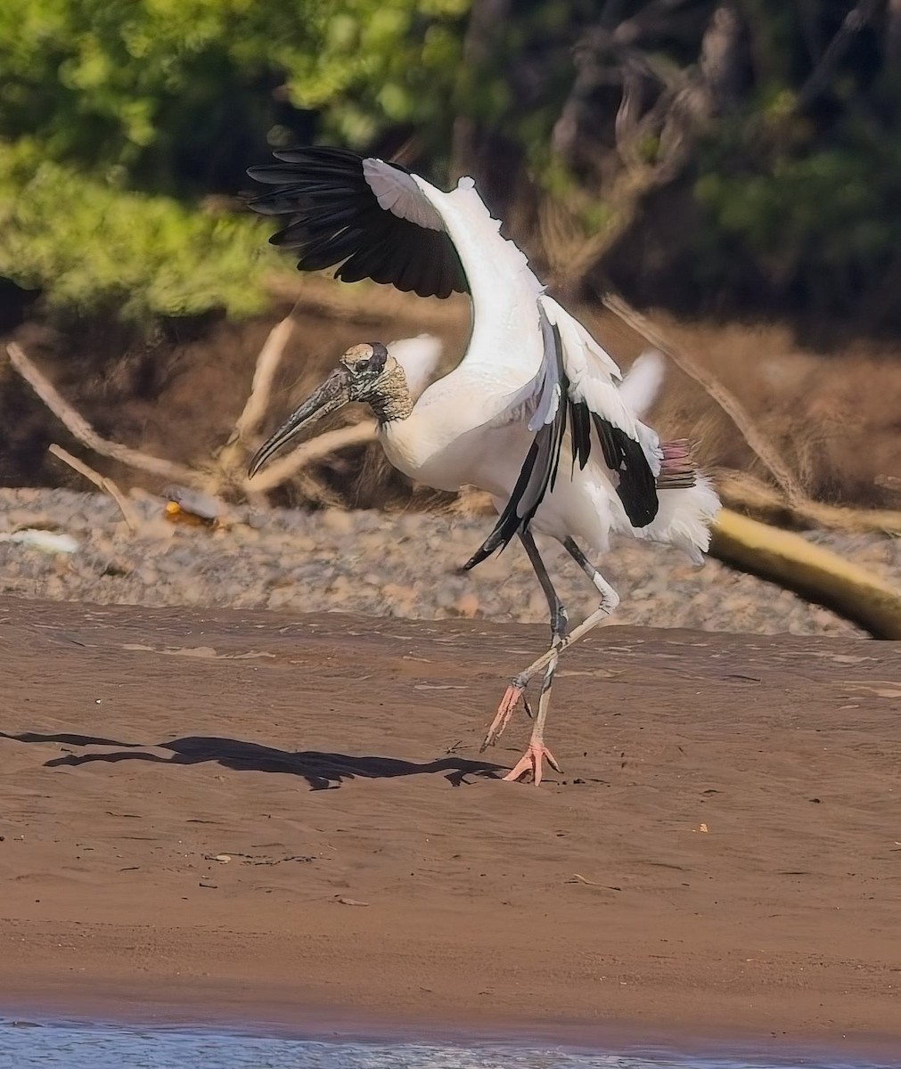 Wood Stork - ML647230248