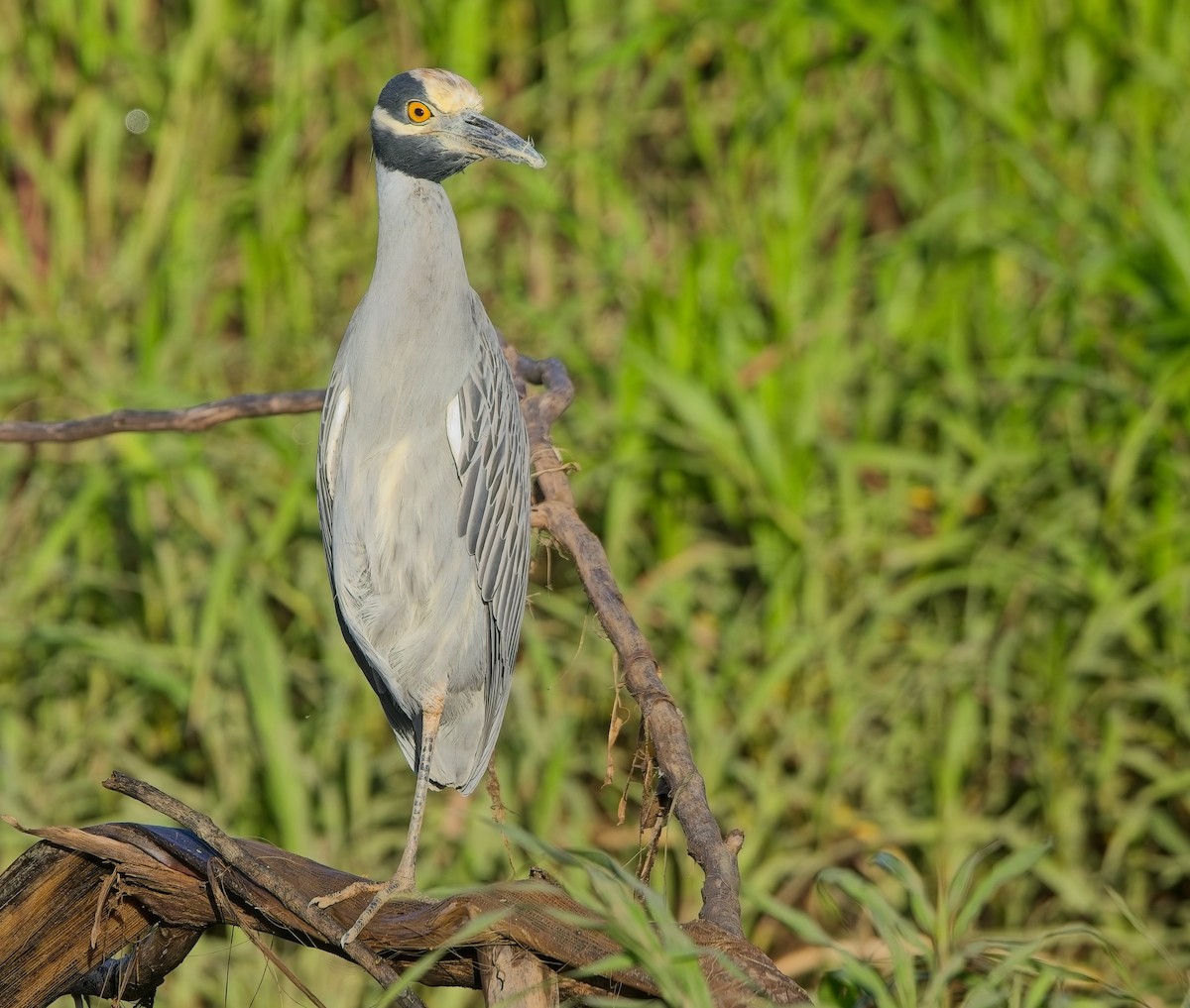 kvakoš žlutočelý - ML647230267