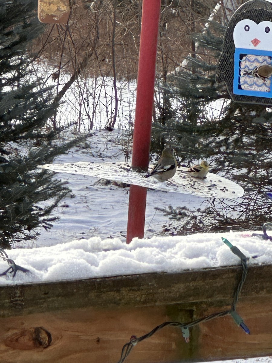 dlask žlutočelý - ML647230268