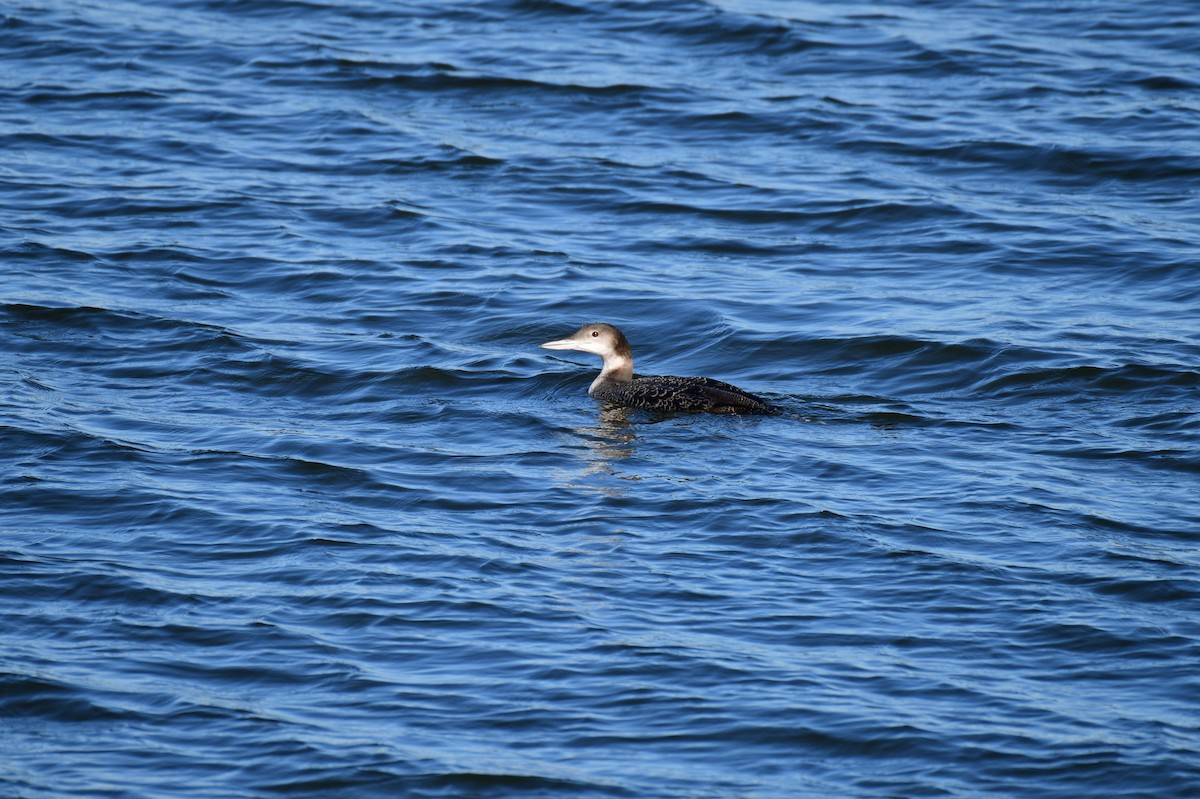 Гагара полярна - ML647230276