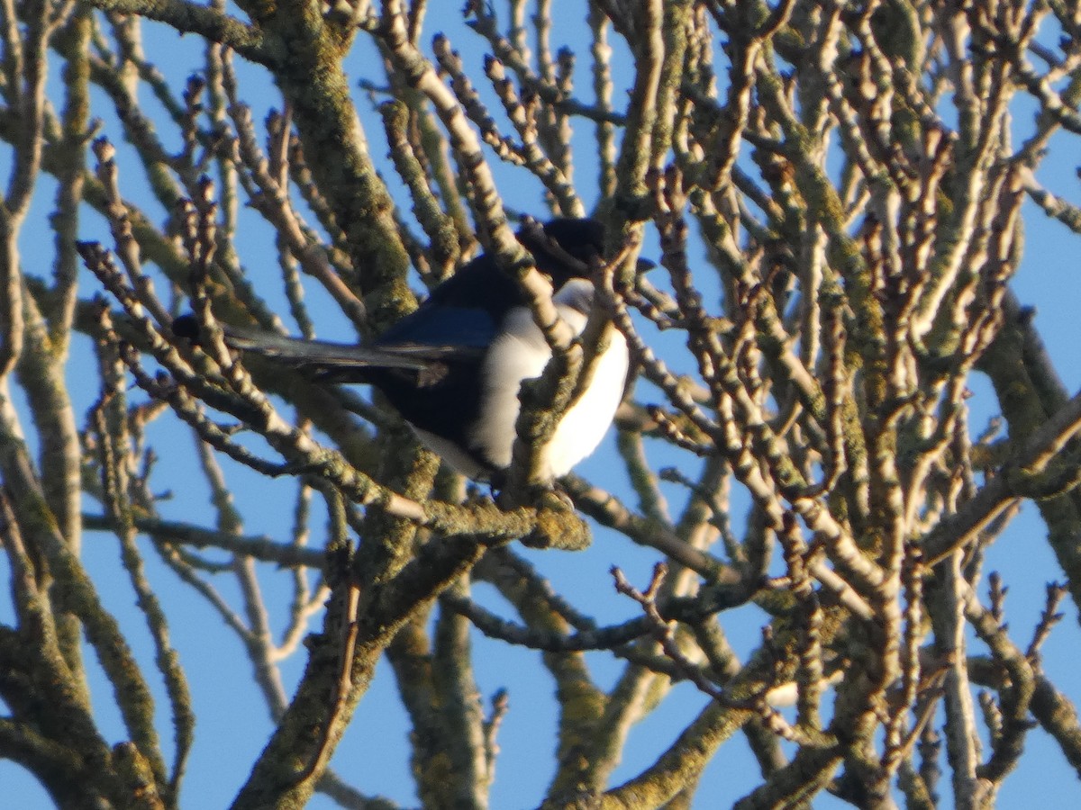 Сорока звичайна - ML647230293