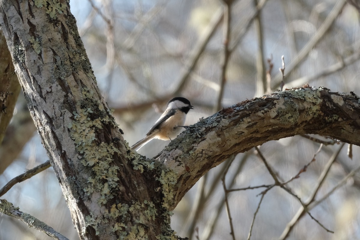 Black-capped Chickadee - ML647230298