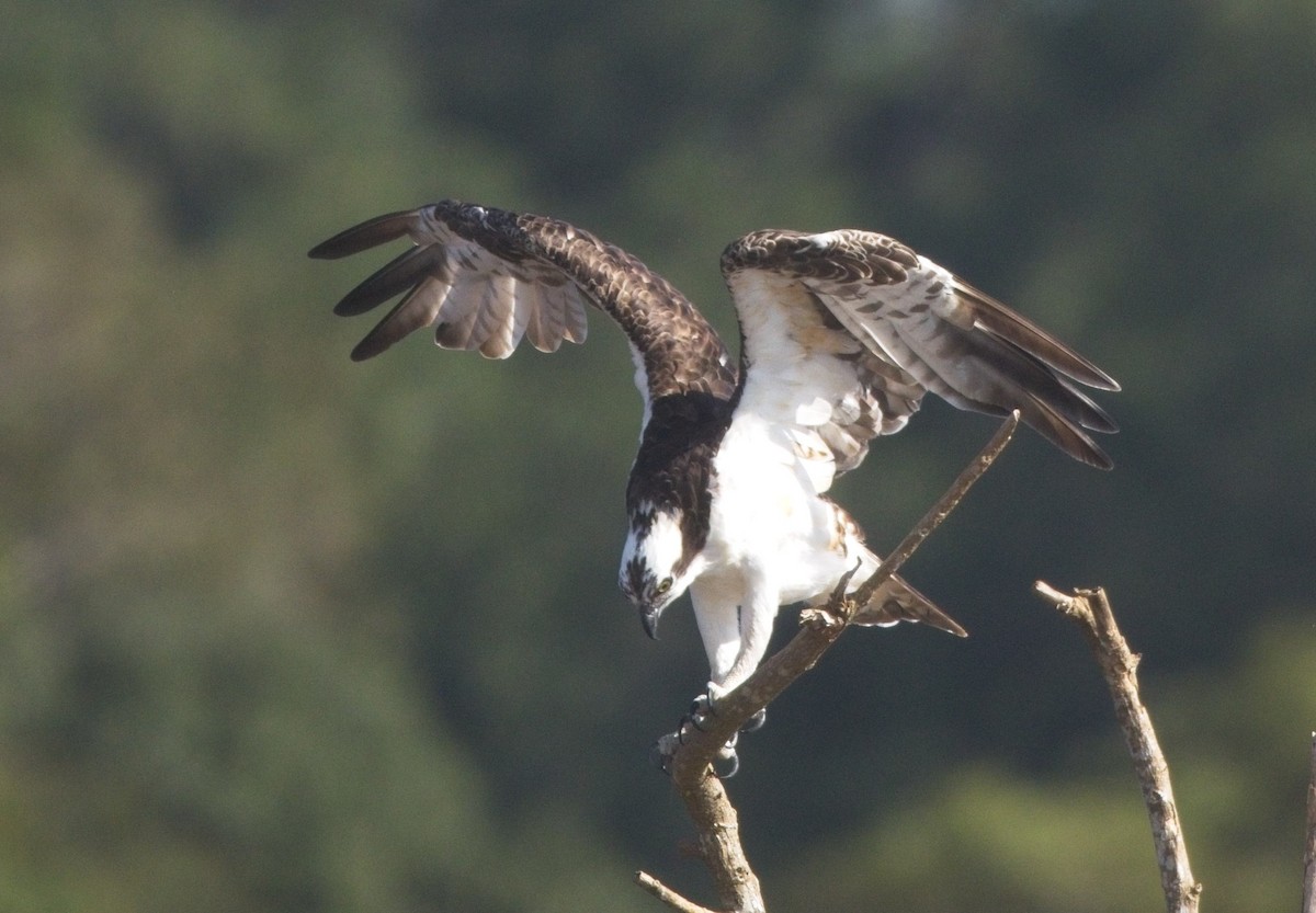 Скопа західна - ML647230299